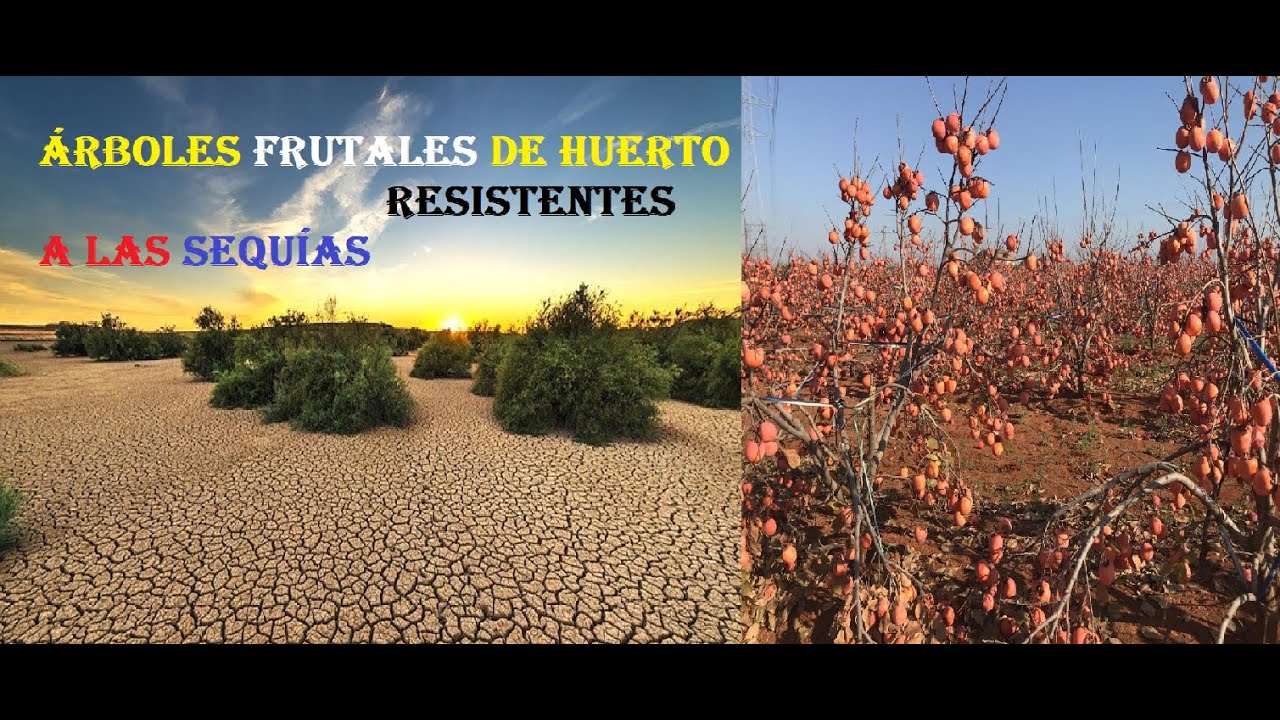 Árboles frutales resistentes a la sequía