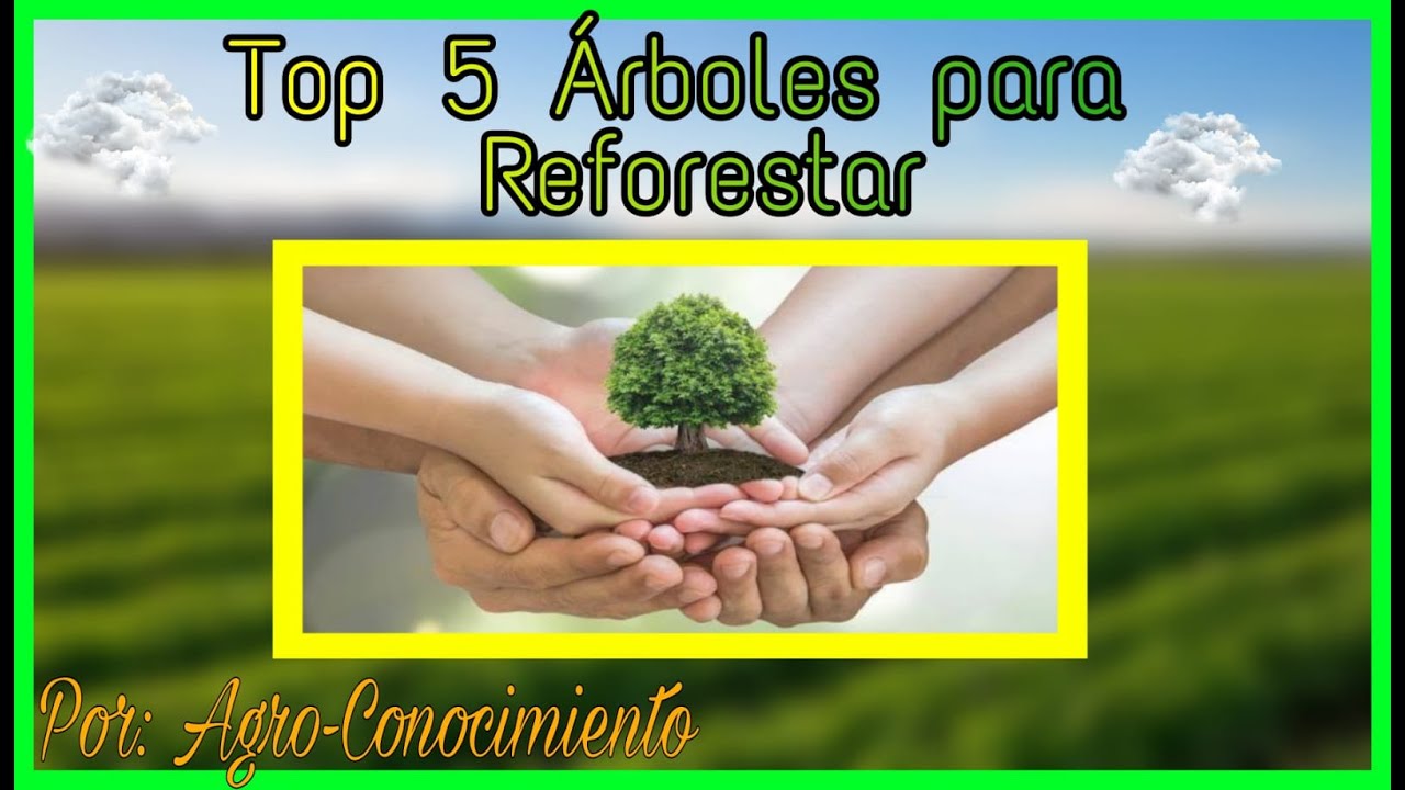 Árboles ideales para reforestar