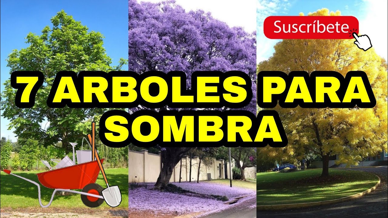 Árboles que decoran sin dar frutos