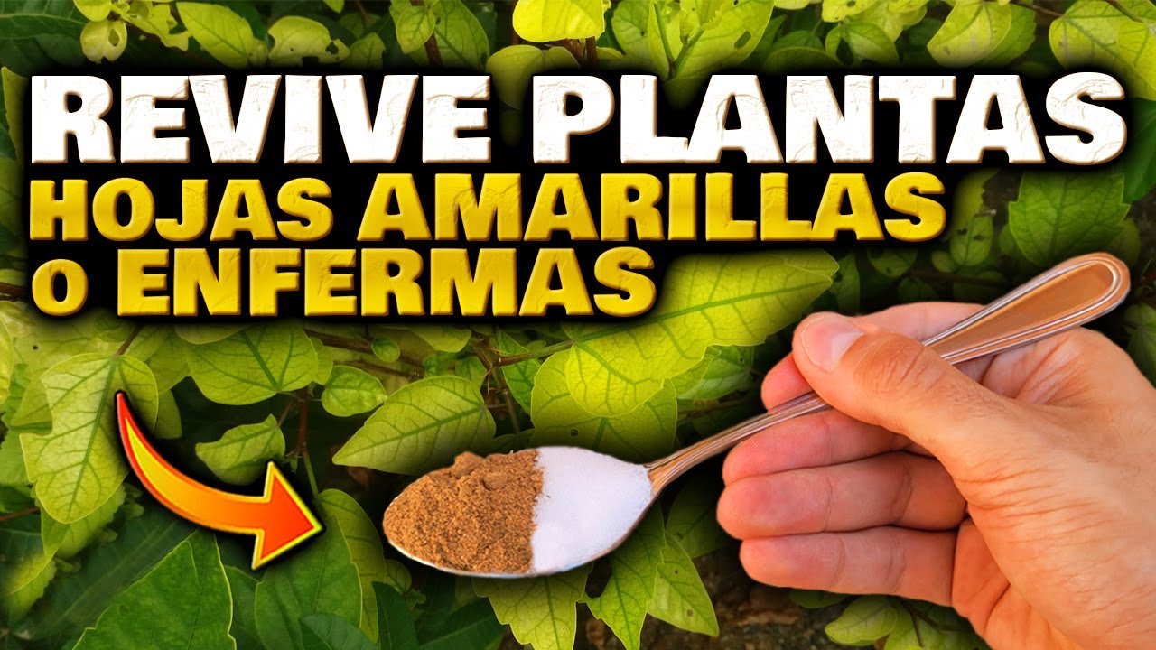 Arbusto con hojas verdes y amarillas