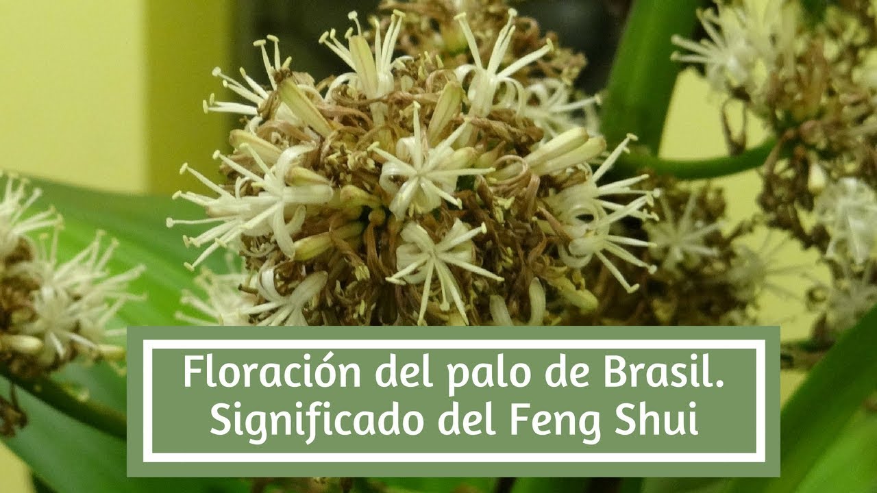 Aroma de la flor del palo de Brasil
