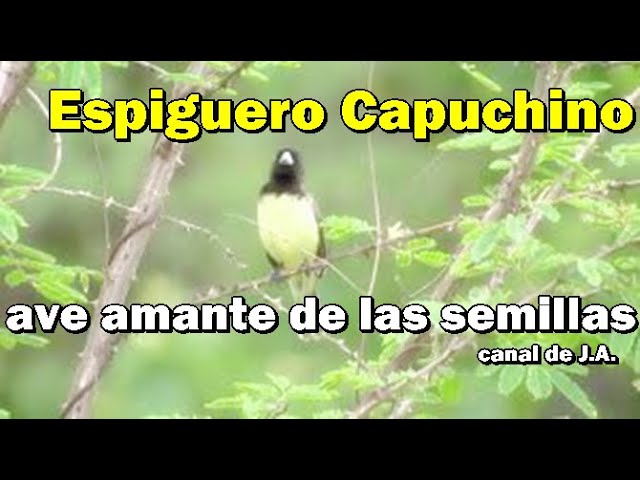 Aves amantes de las semillas