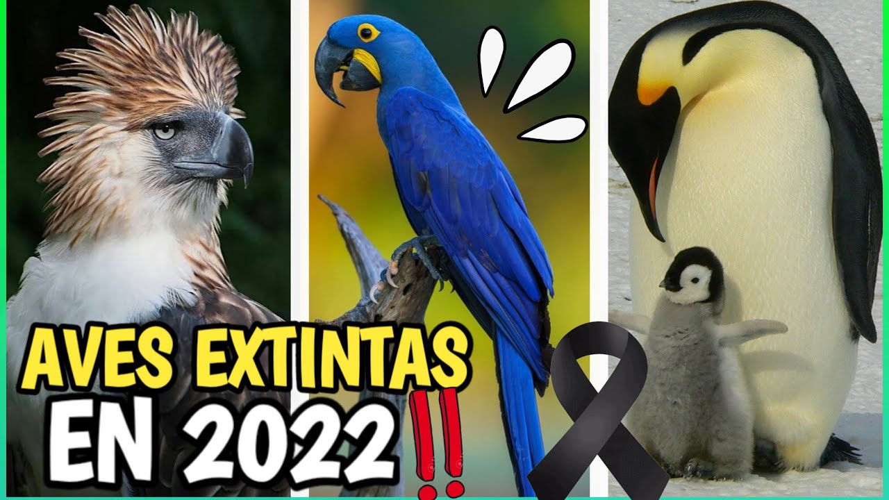 Aves brasileñas en peligro de extinción