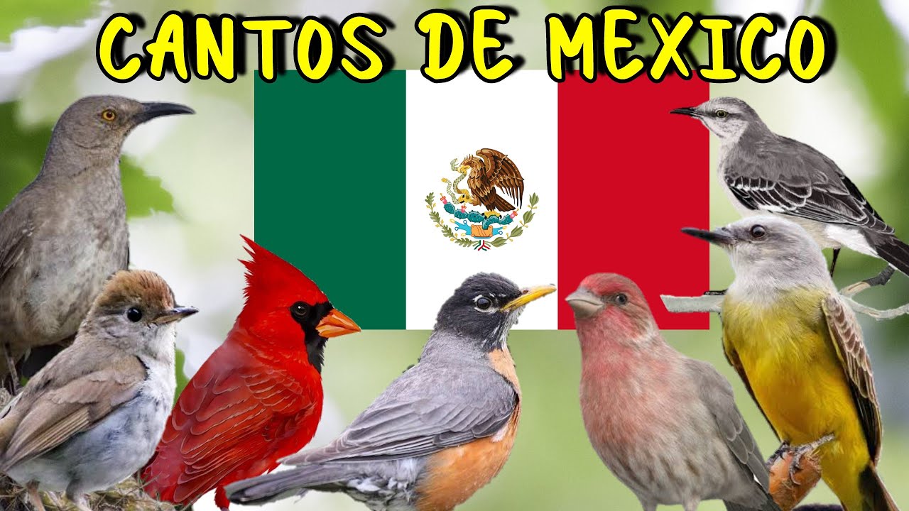 Aves con copete y sus nombres