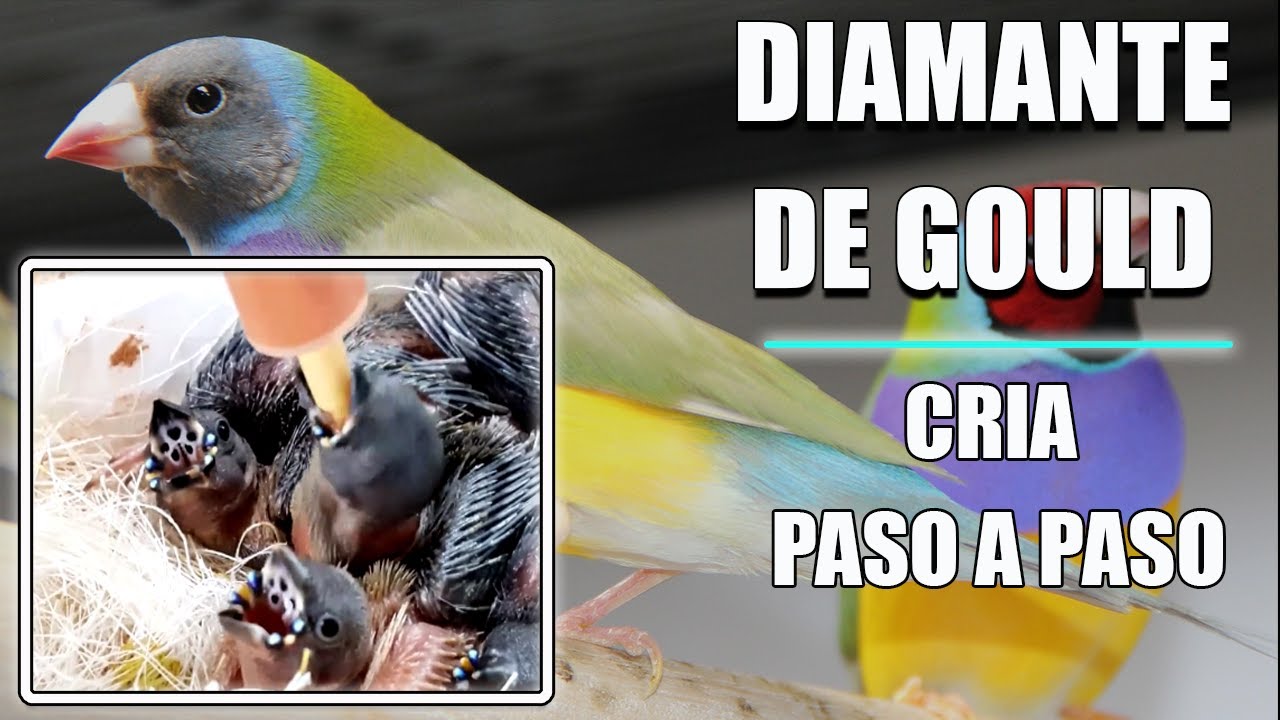Aves que se reproducen en cautiverio