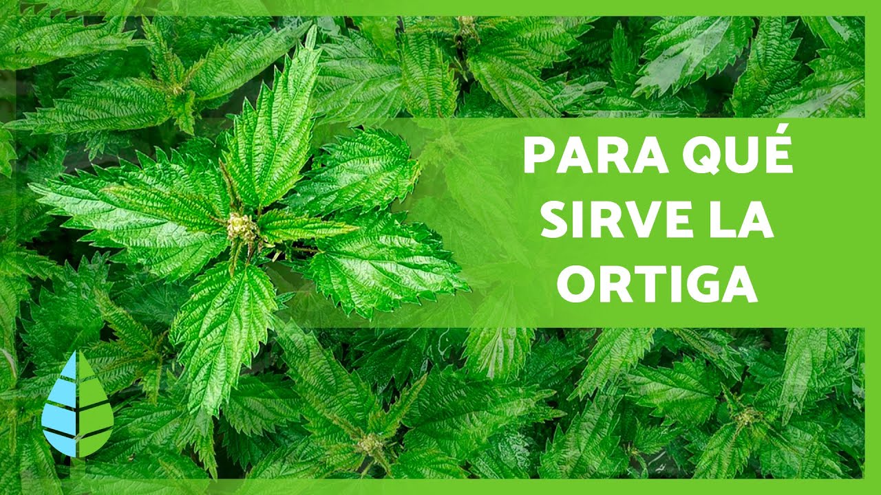 Beneficios de la ortiga para la piel