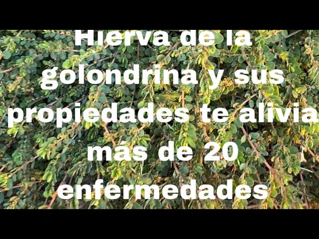 Beneficios de la planta golondrina