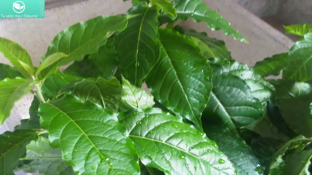 Beneficios de la raíz de zorrillo