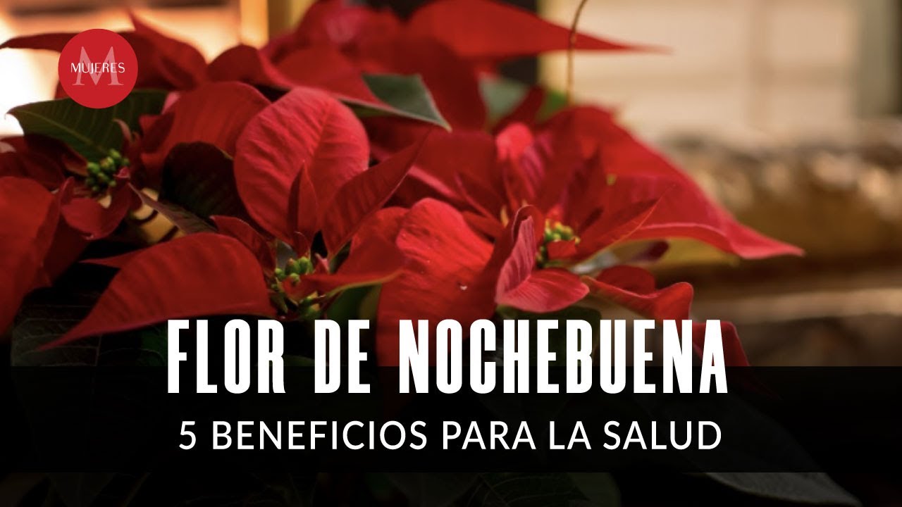 Beneficios del Té de Nochebuena para la Salud