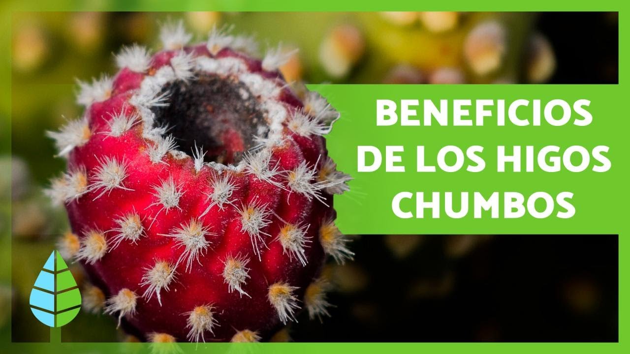 Beneficios del higo chumbo