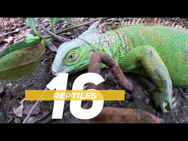Biodiversidad de Oaxaca: Flora y Fauna Únicas
