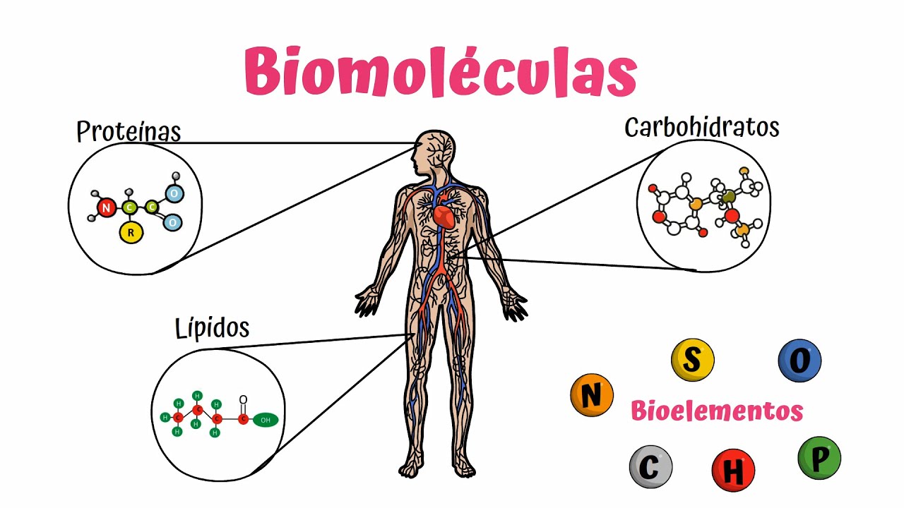 Biomoléculas: la clave de la nutrición