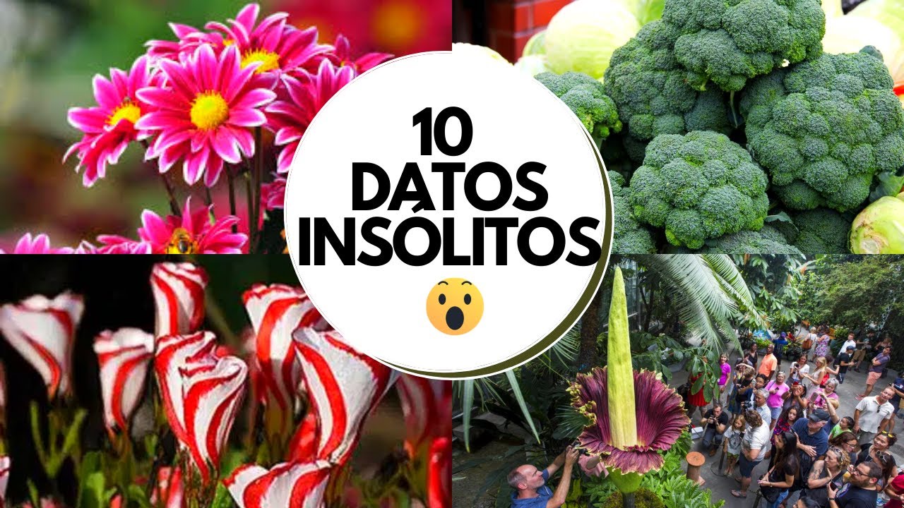 Cantidad de pétalos en las flores: ¡Detalles curiosos!