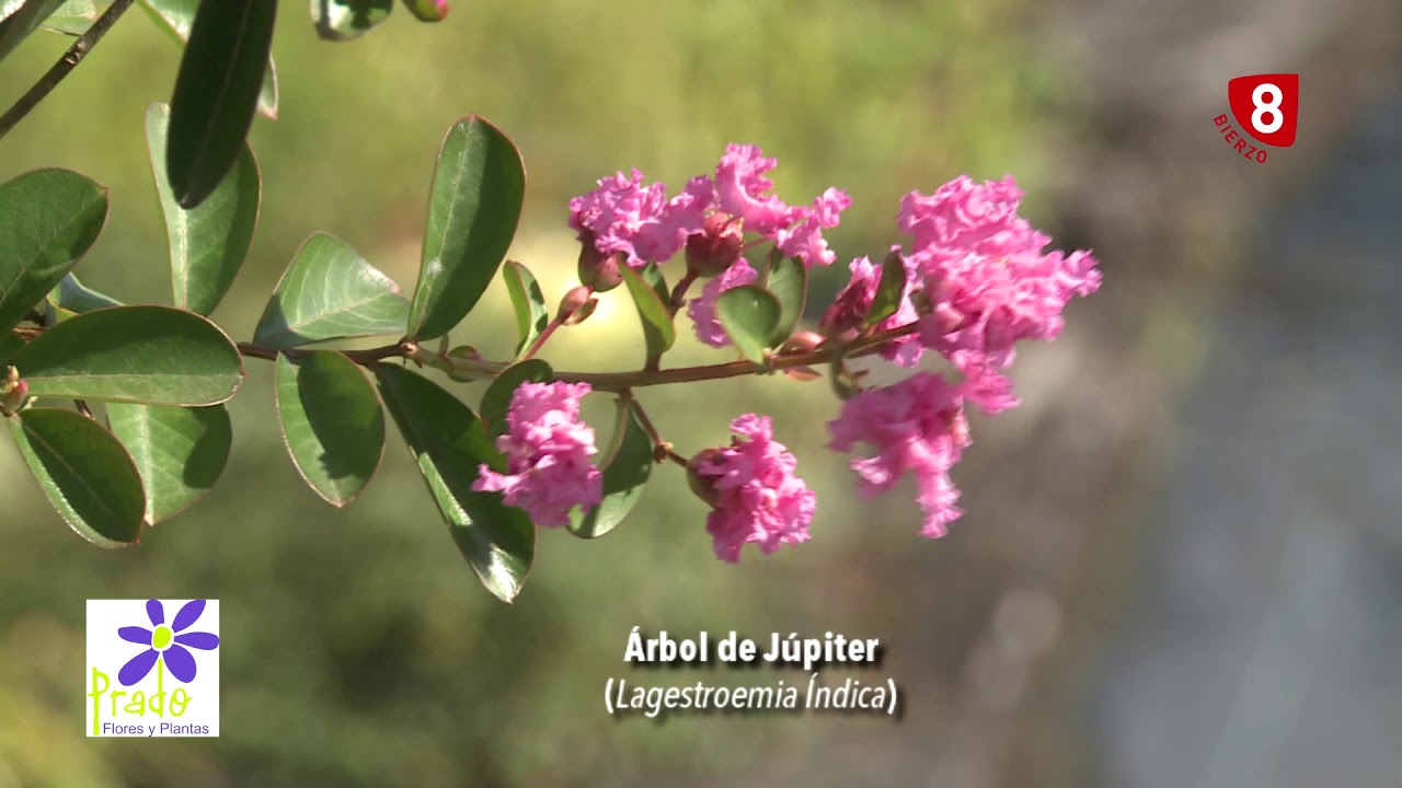 Características de la lila de las Indias rosa fucsia