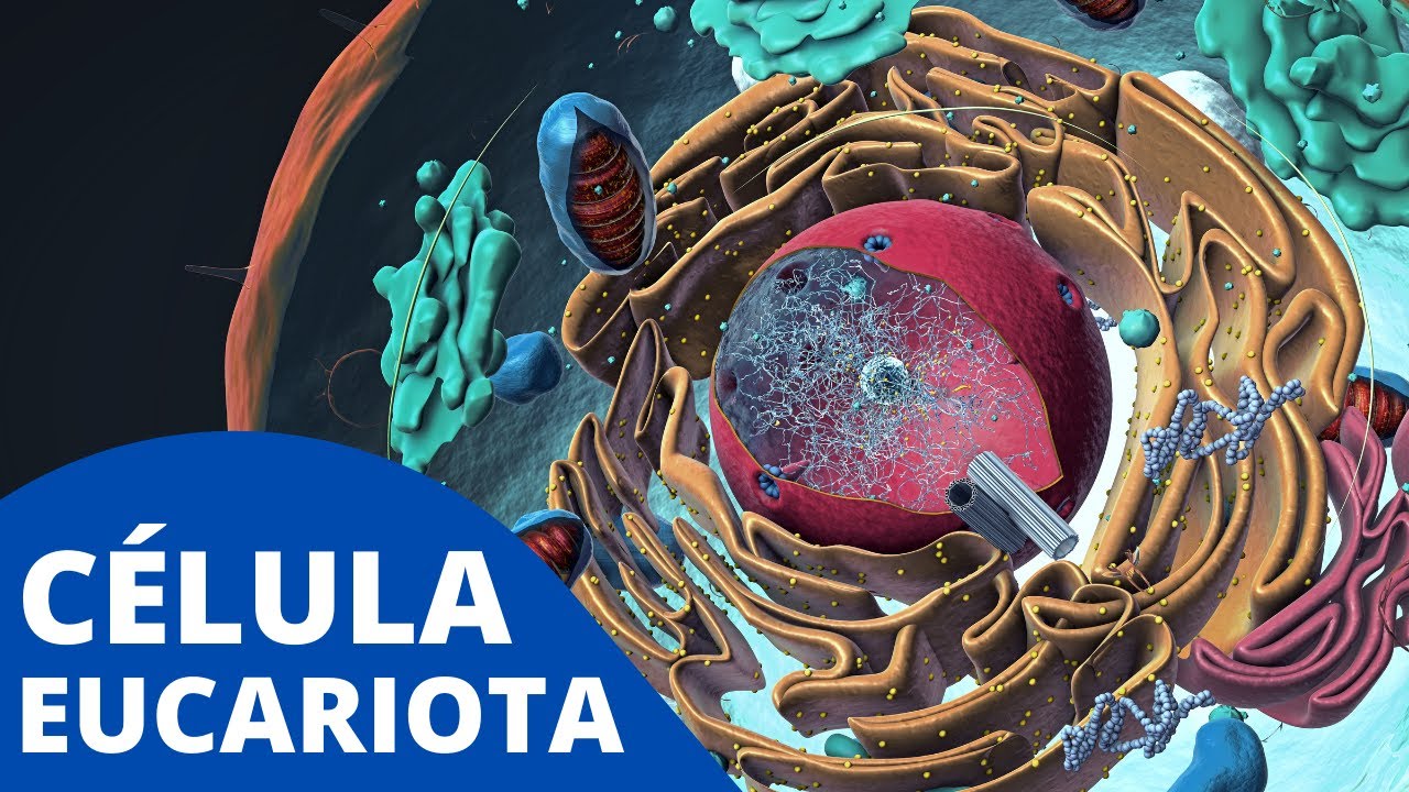 Características de las células eucariotas