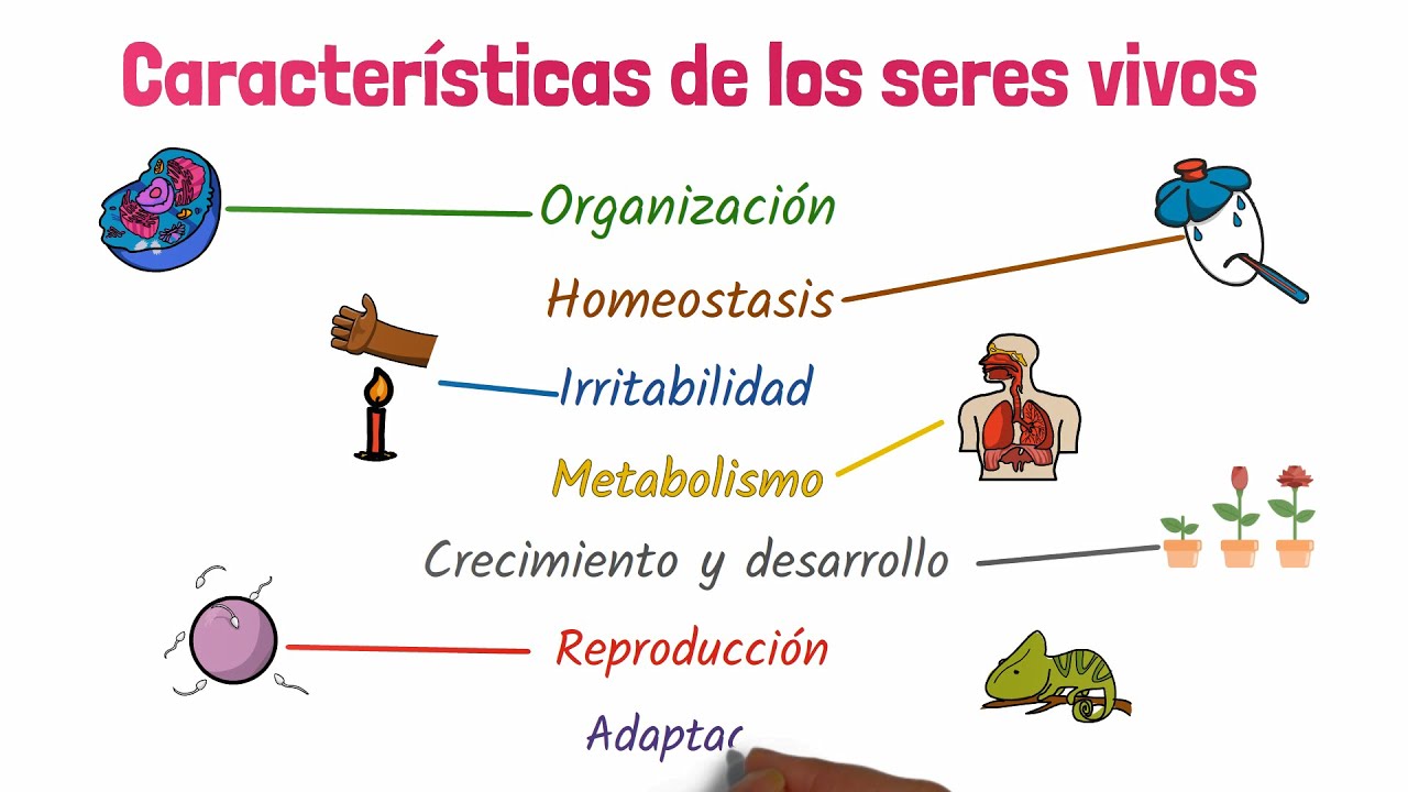 Características principales de los seres vivos (ppt)