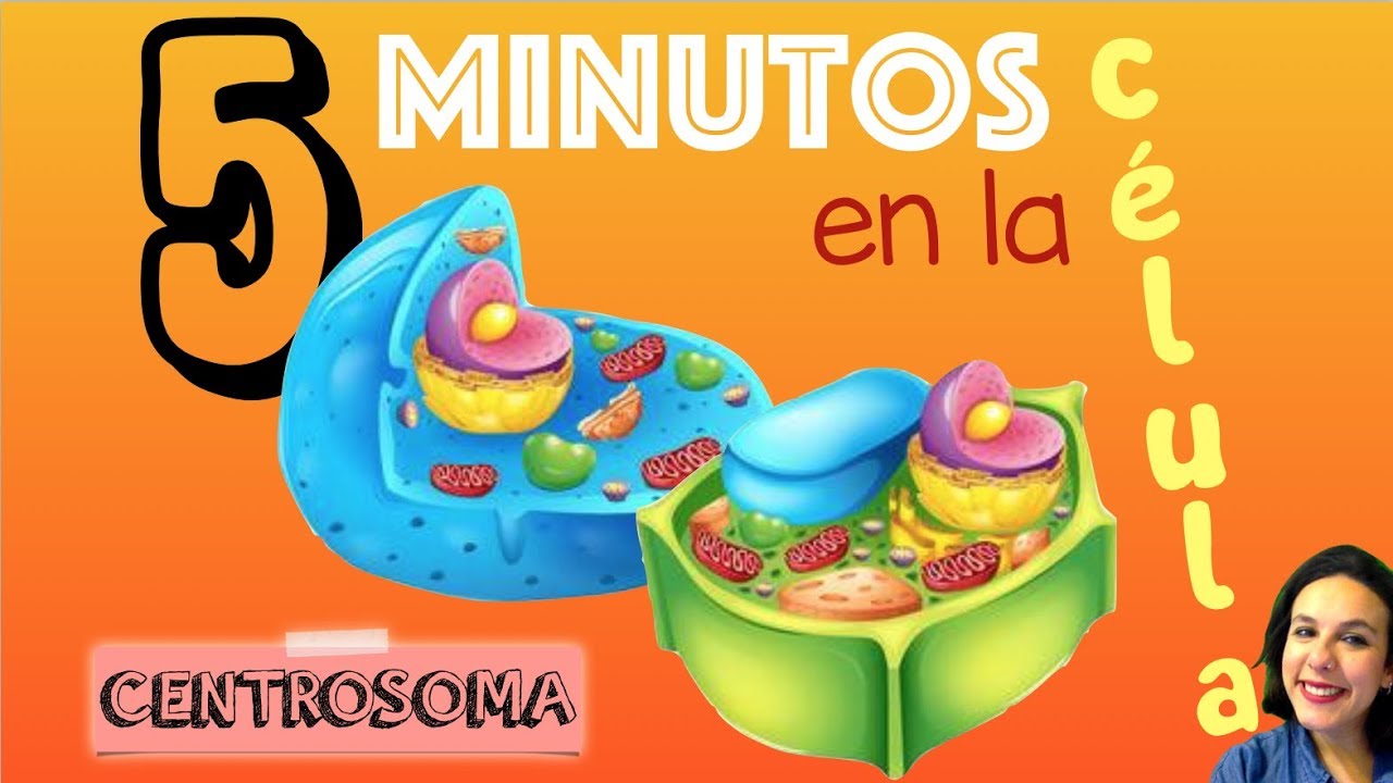 Centriolos y centrosomas: ¿son lo mismo?
