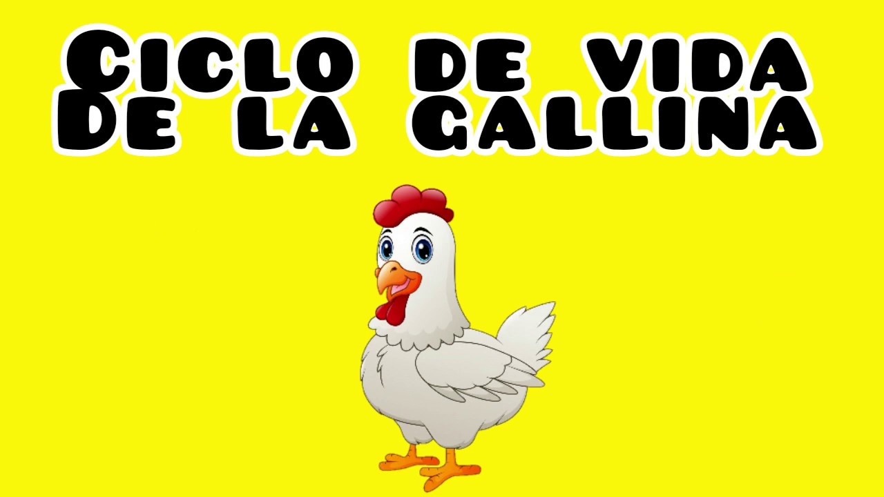 Ciclo de vida de un pollo