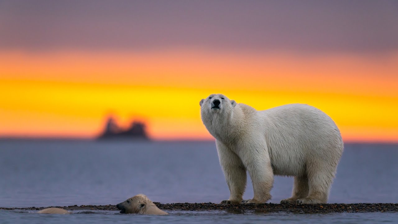 Ciclo de vida del oso polar: ¡descúbrelo!