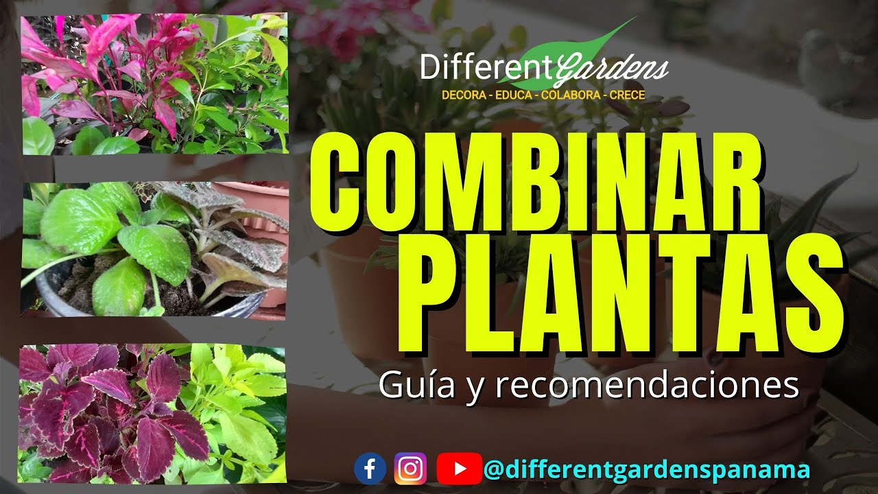 Combinación de plantas en el jardín