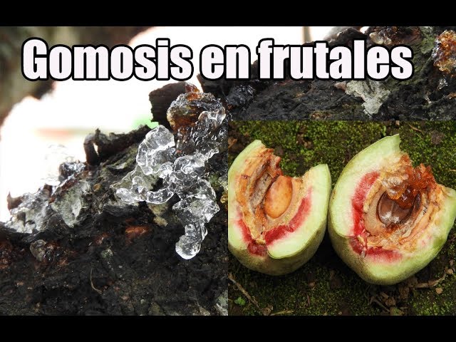 Cómo combatir la gomosis en los duraznos