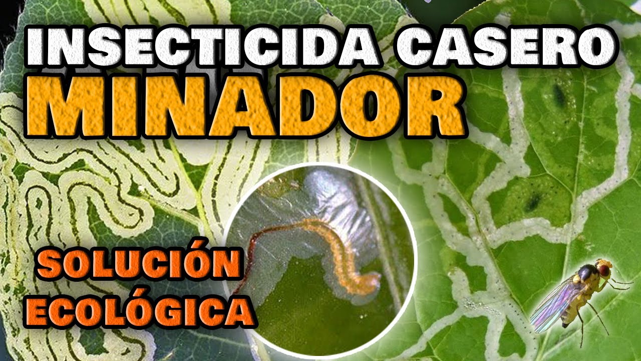 Cómo combatir los minadores de hojas