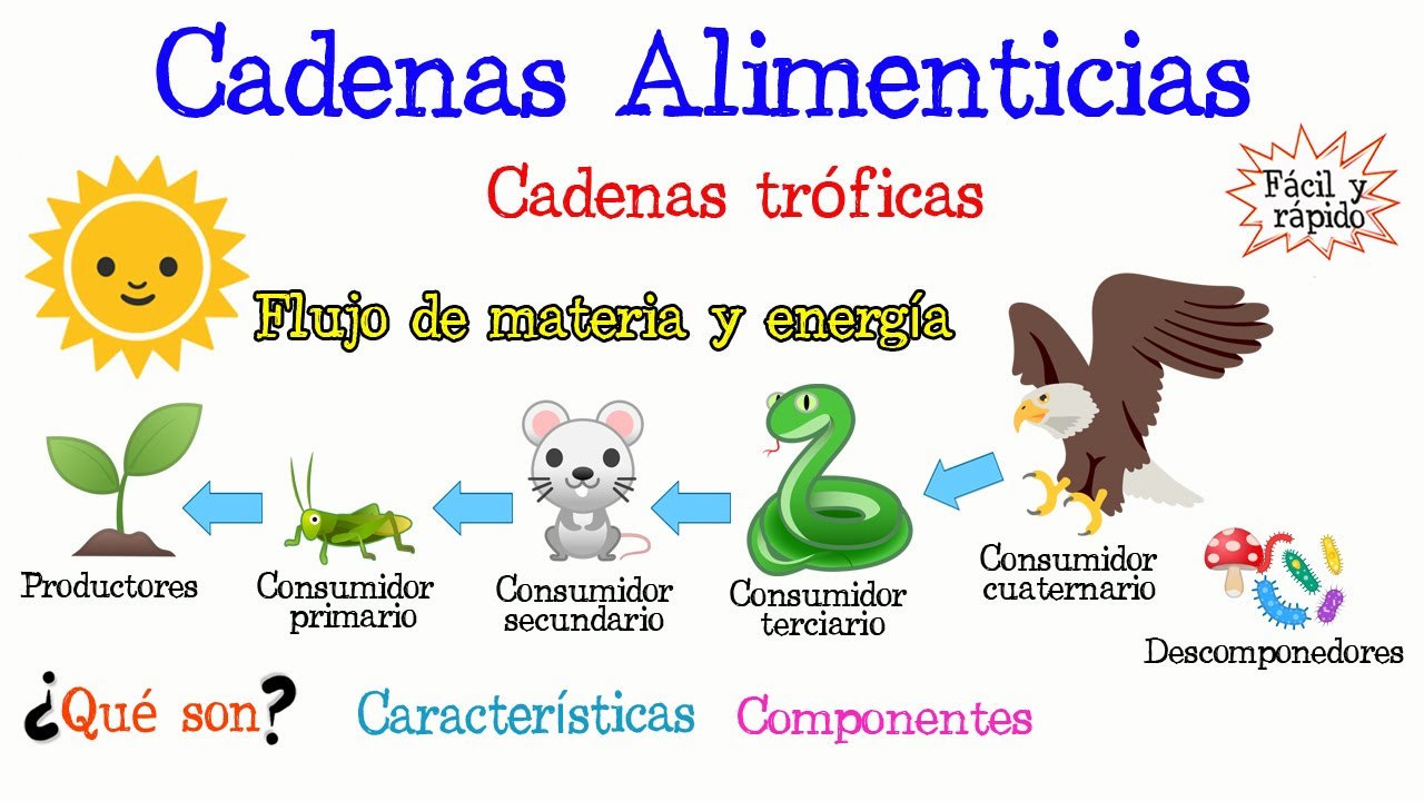 Cómo cuidar las cadenas alimenticias en la familia