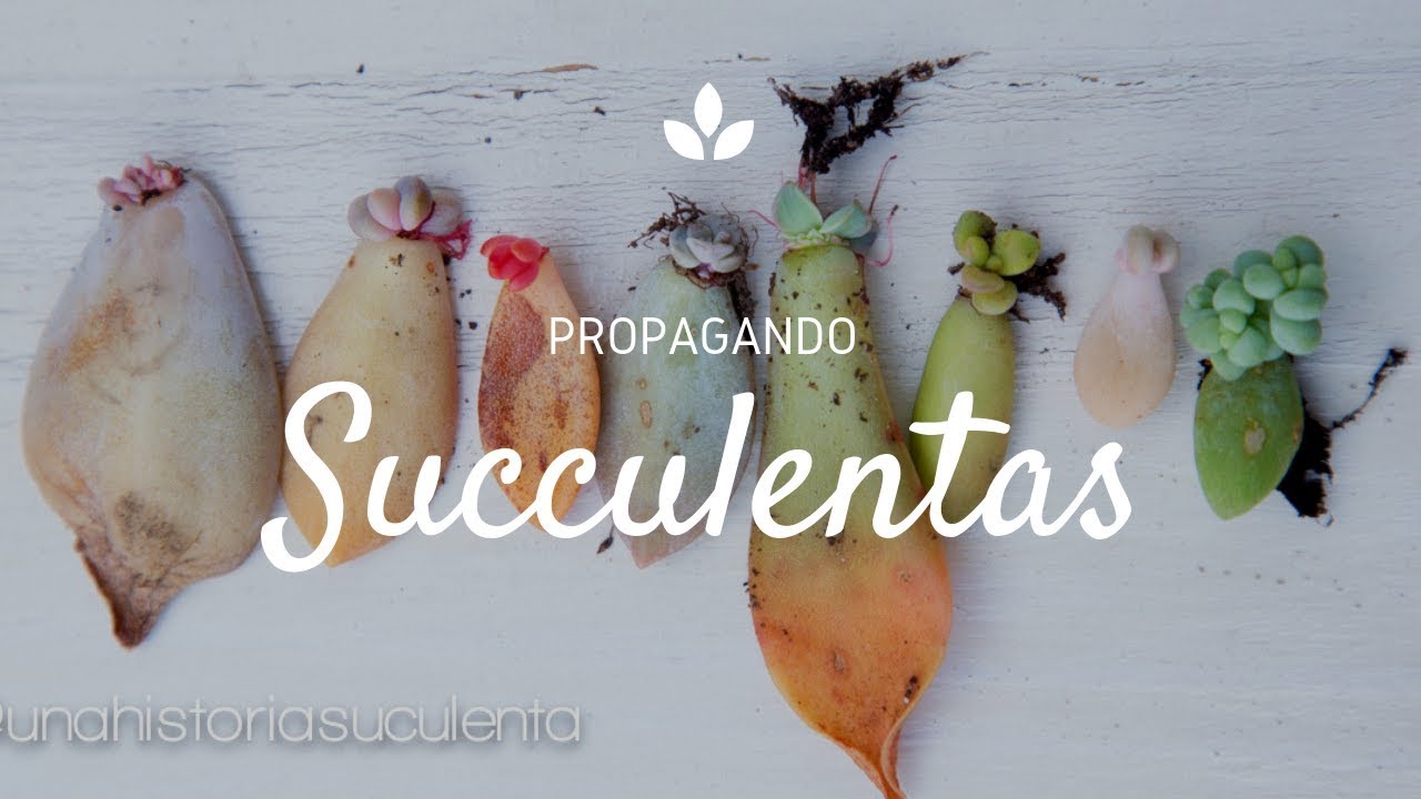 Cómo cultivar suculentas a partir de una hoja