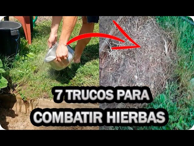 Cómo deshacerte de esa enredadera molesta