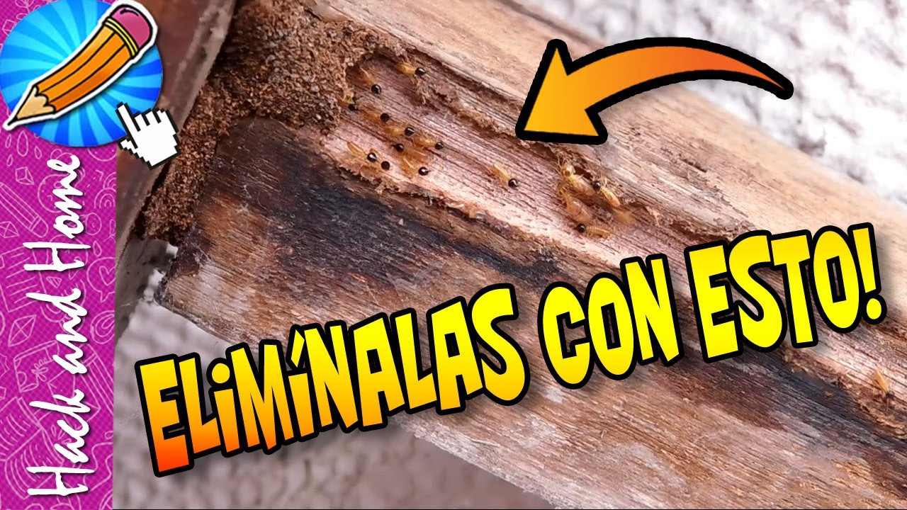 Cómo eliminar el comejen de la madera de forma efectiva