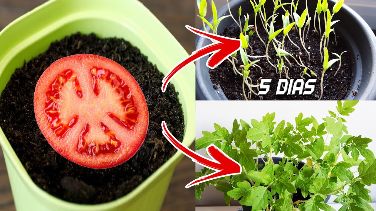 Cómo plantar semillas de tomate