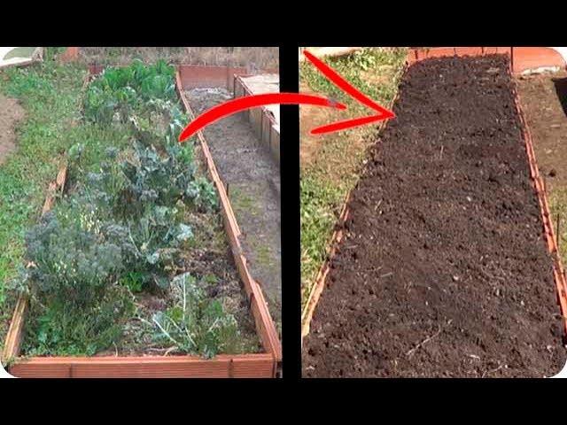 Cómo preparar la tierra para hortalizas