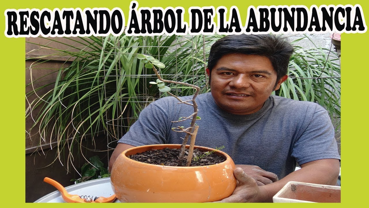 Cómo revivir un árbol de la abundancia seco: Revive un árbol de la abundancia seco