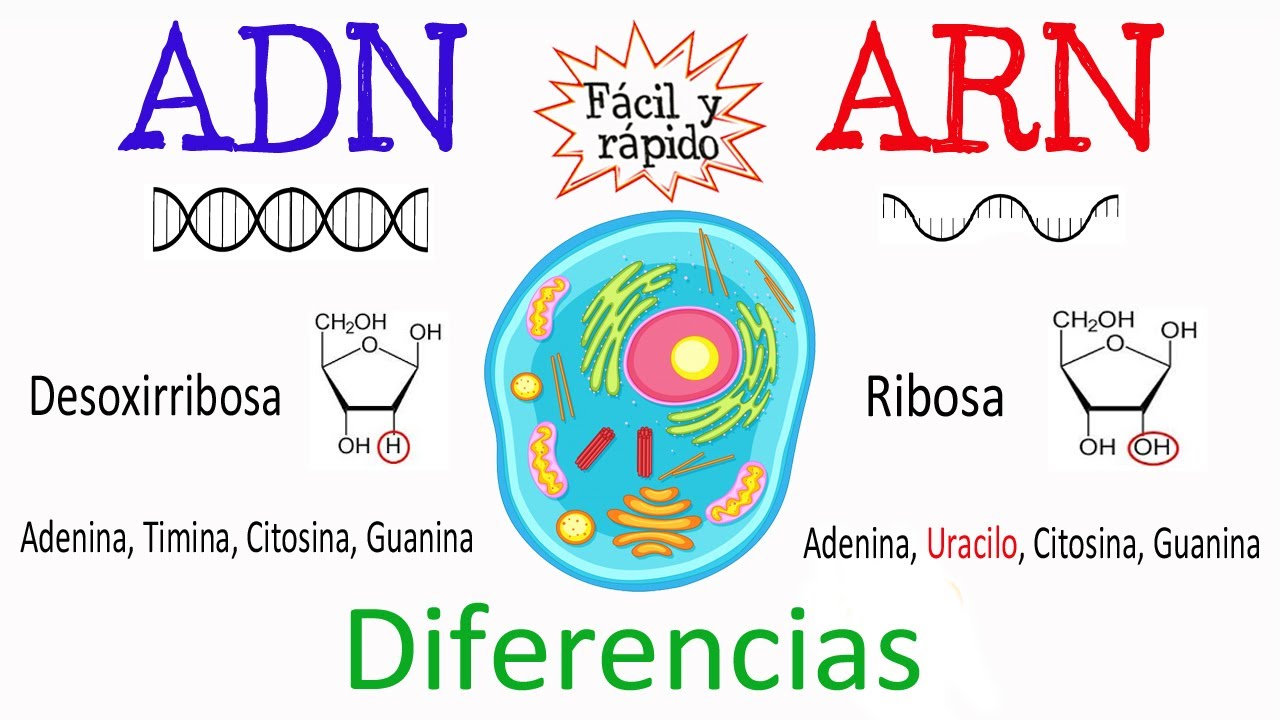 Comparación ADN y ARN: diferencias y similitudes