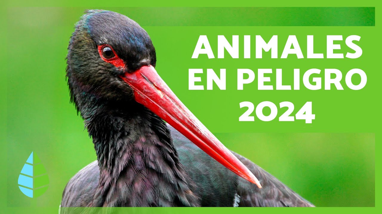 Conclusiones sobre animales en peligro de extinción