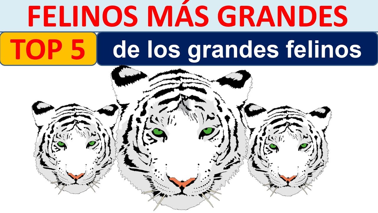Conoce al felino más grande del mundo
