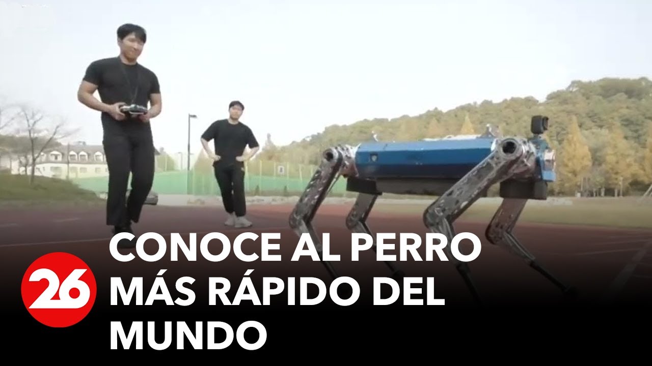 Conoce al perro más veloz del mundo