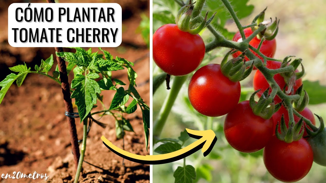 Conoce la flor de la planta de tomate cherry