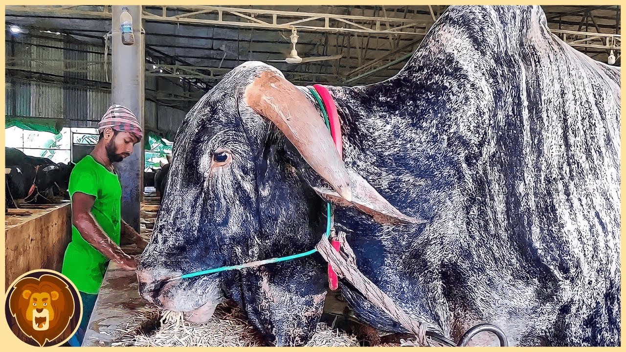 Conoce la raza de toro con cuernos imponentes