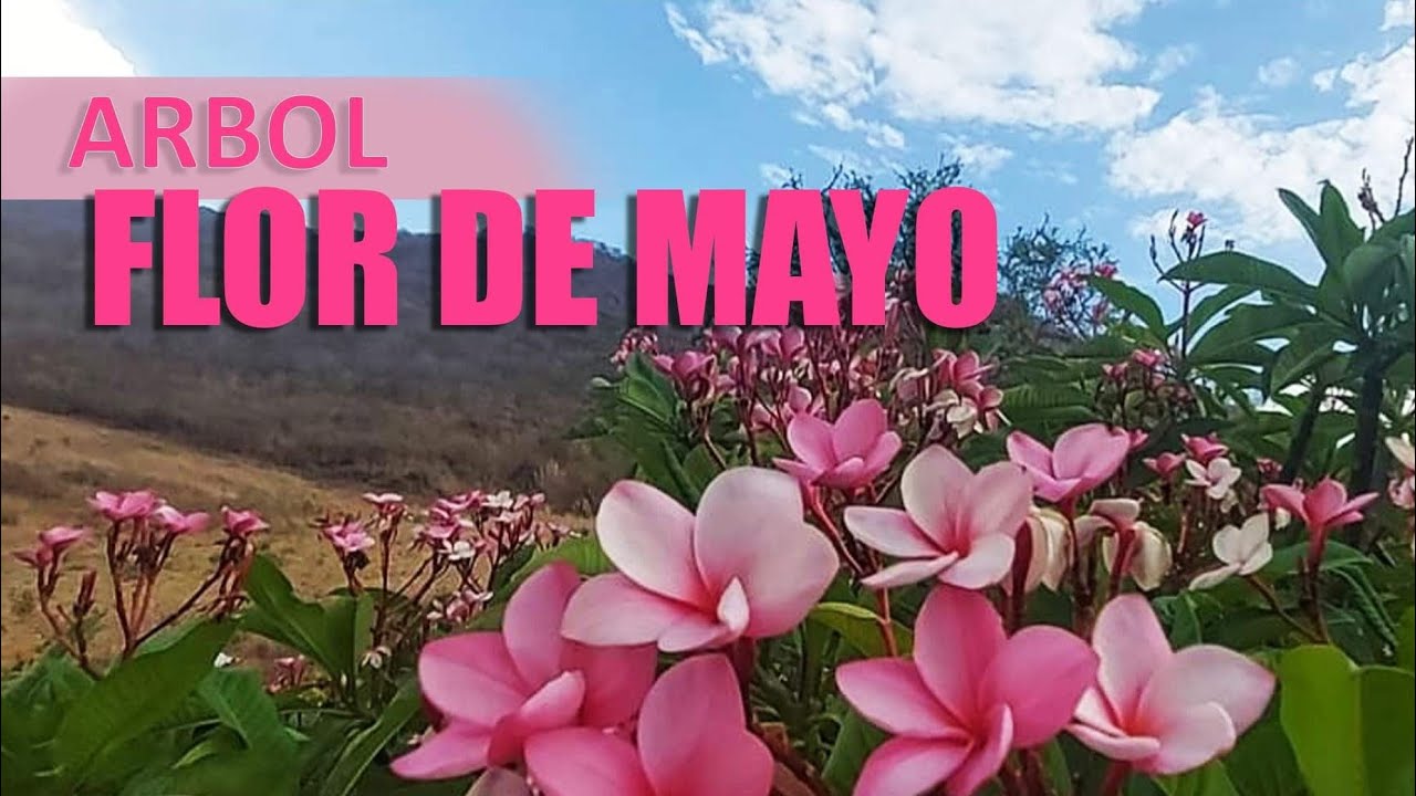 Conoce las partes de la Flor de Mayo