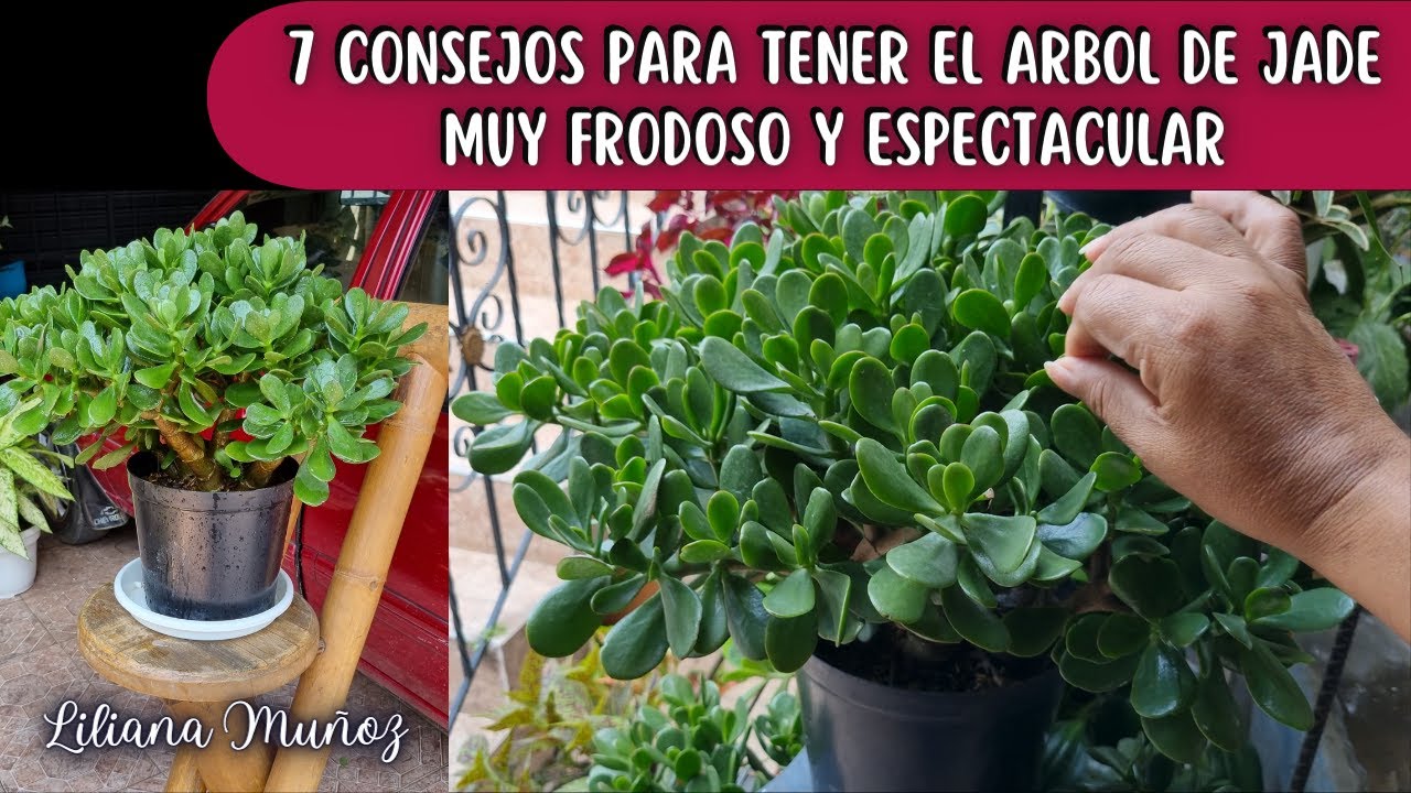 Consejos para cuidar un árbol de jade en maceta
