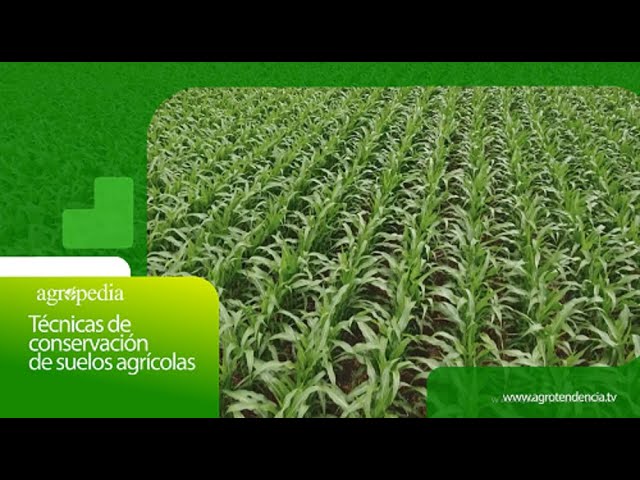 Conservación de suelos: prácticas culturales y agronómicas