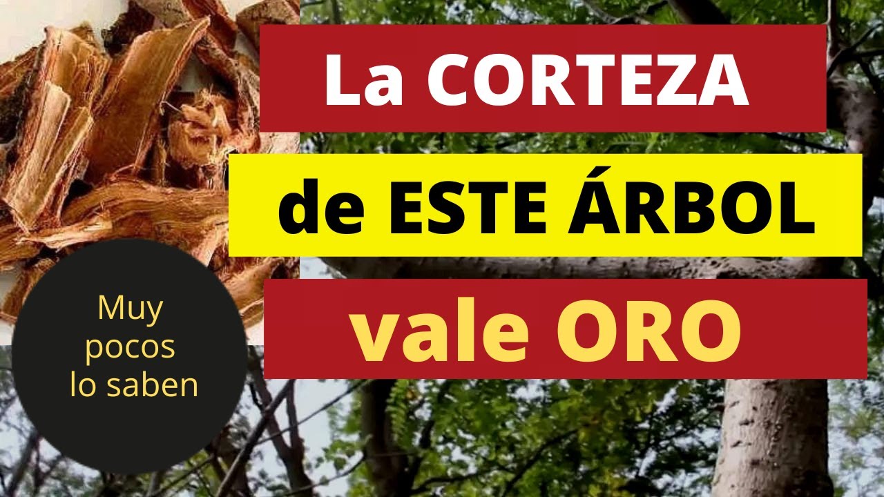 Corteza de las plantas: parte interna