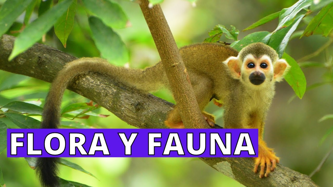Costa: clima flora y fauna