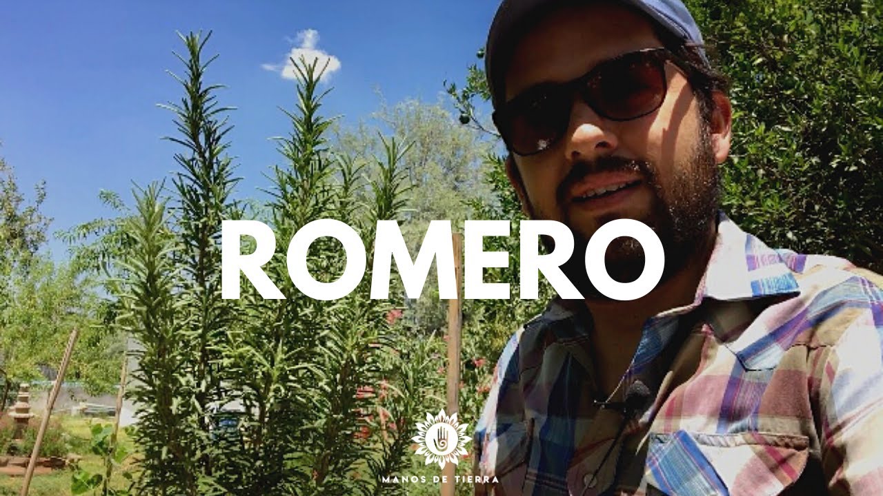 Crecimiento del romero: ¿Cuánto tiempo tarda?