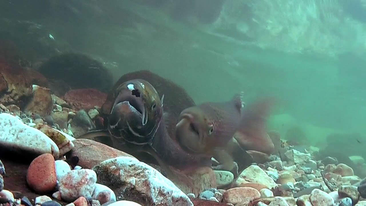 Cría del salmón antes de emigrar al mar: etapa inicial de una travesía