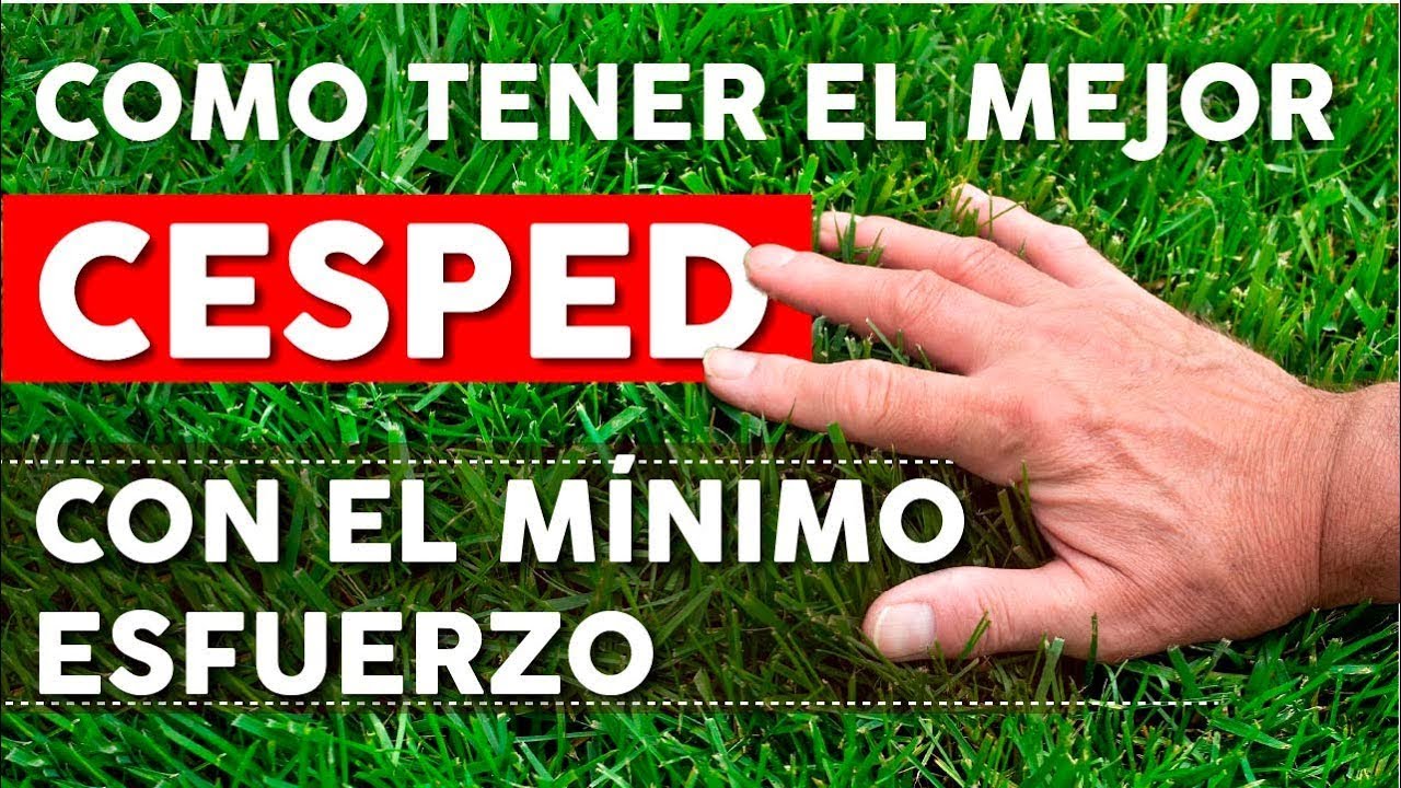 Cuidados fundamentales para el césped