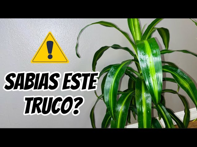 Cuidados para las puntas secas del palo de Brasil