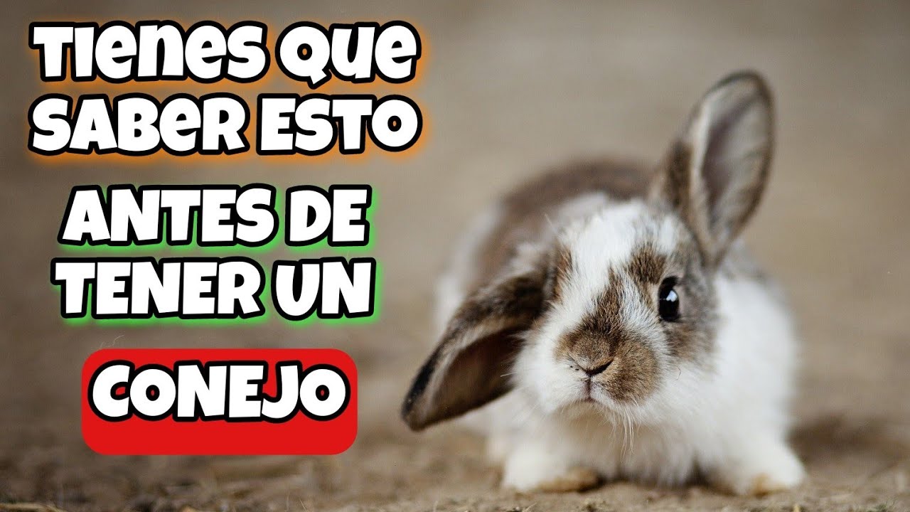 Cuidados para tener un conejo feliz en un departamento