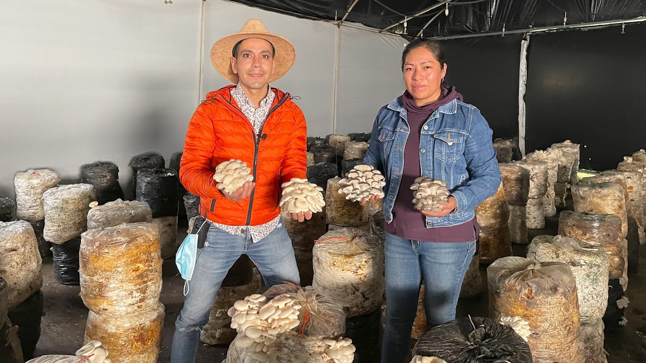 Cultivo de setas en invernadero